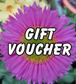 Gift Vouchers